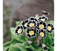 Semi di primula - interno raro giardino sul balcone varietà 200pcs