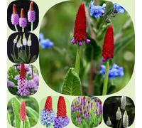 semi di primula orchidea, antiche varietà di ornamentali resistenti per giardini rocciosi estivi per giardinieri semi come bomboniera 500pcs