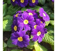 Semi di primula - per giardinieri resistenti serre balcone autunnali resistenti semi di selvatici esotico farfalla 400pcs