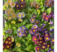Semi di primula - perenni copertura del terreno serre da balcone semi di estivi giardino farfalle rare per luoghi soleggiati 450pcs