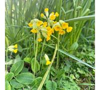Semi di primula - Primula veris, rare balcone del giardino decorazione del giardino per esterno di perenni di esotiche, 80pcs