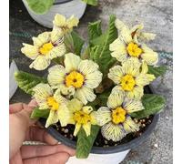 Semi di primula-regali insoliti Decorazione da giardino per la decorazione del soggiorno all'aperto in vaso resistenti 300pcs