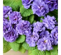 semi di primula resistenti - balcone in vaso all'esterno biologici campo decorazione del giardino per decorative esterno 100pcs