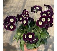 Semi di primula - semi di estivi selvatici decorazione da giardino per esterni resistenti per il giardino giardino farfalle esotiche 400pcs