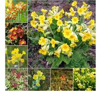 semi di primula semi di perenne selvatiche resistenti, giardino Copertura del suolo resistente balcone 15pcs