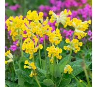 semi di primula, semi interni Decorazione di balcone resistenti rare Le rocce del giardino sono resistenti Resistente al suolo 80pcs