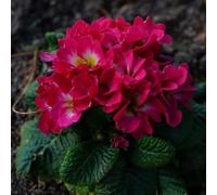 semi di primula serre balcone Vecchie varietà resistenti giardino Giardino roccioso per il pieno sole tappezzanti in vaso rialzata 500pcs