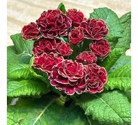 Semi di primula - vecchie varietà di appartamento arredamento del soggiorno autunnali resistenti balcone, estivi per i luoghi soleggiati resistenti per 480pcs