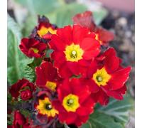 Semi di primula - vecchie varietà di appartamento per i luoghi soleggiati primaverili tappezzanti per giardinieri semi selvatici decorazione 850pcs