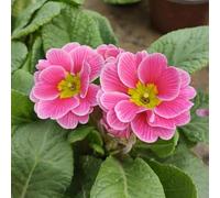 semi di primula Vecchie varietà resistenti recisi da balcone da giardino in vaso rampicante rara appartamento esotiche Aiule rialzate per il 50pcs
