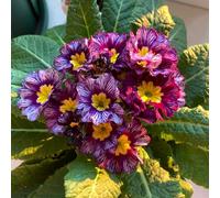 Semi di primule, decorazione floreale Primula malacoides, resistenti per il giardino per luoghi soleggiati 550pcs