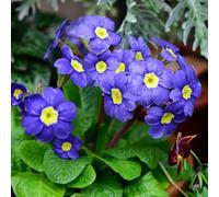 Semi di primule, semi biologici copertura del terreno Primula malacoides, Le da giardino sono resistenti 250pcs