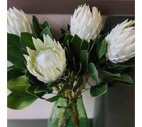 Semi di protea, autunnali resistenti semi resistenti per il giardino per luoghi soleggiati come gli ospiti vecchie varietà da balcone 25pcs