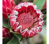 Semi di protea, per luoghi soleggiati regali per gli amanti del giardino giardino resistenti il da ufficio semi come gli ospiti autunnali 125pcs