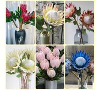 Semi di protea, Protea cynaroides, semi di acquistare la di protea regali da giardino per le donne per balcone, semi di antiche varietà da giardino 250pcs