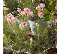 Semi di protea reale - balcone con letti elevati giardino interno semi balcone giardino perenni resistenti 50pz