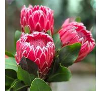 Semi di Protea reale, semi come per gli ospiti da ufficio esotiche d'appartamento serre da balcone resistenti per il giardino 85pcs