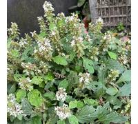 Semi di Prunella vulgaris, copertura del terreno semi di da esterno resistenti per il giardino per giardino 125pcs