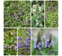 Semi di Prunella vulgaris - decorazione da giardino per esterni semi di resistenti per il giardino 125pcs