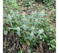 Semi di Prunella vulgaris - resistenti esotiche semi di medicinali verdi decorazione da giardino 10pcs