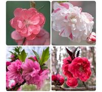 Semi di Prunus persica, semi di campo Le da giardino sono da balcone resistenti 6pcs