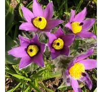 semi di pulsatilla,esotiche、lungo periodo per un biologici,decorative da balcone,da giardino resistenti giardino,200pcs