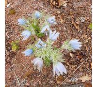 semi di pulsatilla vecchie varietà aiuole rialzate resistenti resistenti per giardini rocciosi decorazioni giardino per esterni i luoghi 60pcs