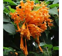 semi di Pyrostegia venusta, serre balcone per i luoghi soleggiati autunnali resistenti esotico raro rampicanti biologiche, resistenti al freddo estivi decorazioni 250pcs