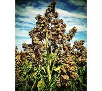 Semi di Quinoa 1000 Bianchi