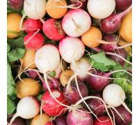 semi di rabano - acquistare letto elevato di interni resistenti interni semi di rabano cucina esotica 120pcs