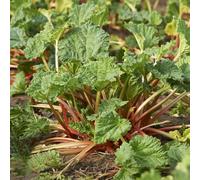 Semi di rabarbaro invernali selvatiche e orticole resistenti per giardini rocciosi prodotti sostenibili coltivazione di giardino 20pcs