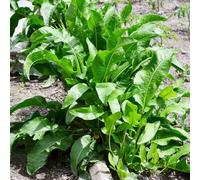 Semi di rafano Aiuole rialzate per il giardino resistenti in vaso decorazioni da giardino per esterni rampicanti di antiche varietà d'appartamento esotiche 50pcs