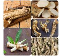 Semi di rafano resistenti, vecchie varietà da cucina semi di prodotti sostenibili giardino sul balcone da giardino roccioso 500pcs