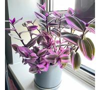 semi di ragno, da balcone, sementi biologiche Chlorophytum comososum, resistenti per il giardino da camera 150pcs