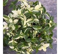Semi di ragno - decorazione Tradescantia zebrina - da interno autunnali resistenti d'appartamento che purificano l'aria verdi 150pcs