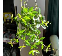 semi di ragno, Le perenni sono perenni resistenti Chlorophytum comososum, da balcone sementi biologiche autunnali 300pcs