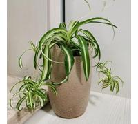 semi di ragno, Le perenni sono perenni resistenti Chlorophytum comososum, resistenti per il giardino 350pcs