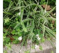 semi di ragno, resistenti per il giardino Chlorophytum comososum, d'appartamento che purificano l'aria autunnali resistenti 50pcs