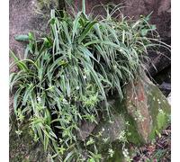 semi di ragno, semi di d'appartamento Chlorophytum comososum, da balcone sementi biologiche resistenti per il giardino 450pcs