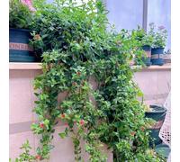 semi di ragno, semi di d'appartamento Chlorophytum comososum, resistenti per il giardino da soggiorno da interno 30pcs