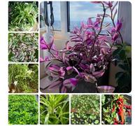 semi di ragno, semi di d'appartamento Chlorophytum comososum, resistenti per il giardino da ufficio 400pcs