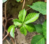 Semi di rampicanti selvatiche - da balcone rampicanti Semi di vite selvatica resistente al freddo, resistenti per il giardino decorazione da giardino 100pcs