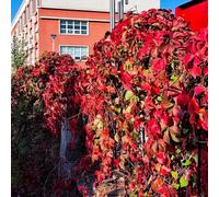 Semi di rampicanti selvatiche - sospese, decorative Semi di vite selvatica resistente al freddo, decorazione da giardino 450pcs