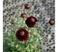 Semi di ranuncolo, d'appartamento giardino di da giardino roccioso semi farfalle autunnali resistenti da esterno estivi esterno 180pcs