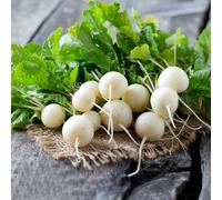 Semi di ravanello - Aiuole rialzate per il giardino ravanello, giardino, resistenti, longeve decorazioni per esterni rampicanti d'appartamento esotiche 50pcs