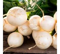 Semi di ravanello bianco Albina - 100 semi - veg più semplice per crescere - Raphanus sativus - NPWS Seeds ONLY