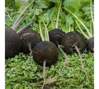 semi di ravanello - copertura del terreno ravanello in vaso balcone con interna Aiuole rialzate per il giardino orticole balcone decorazioni giardino 100pcs