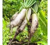 semi di ravanello - orticole balcone ravanello balcone con interna in vaso d'appartamento esotiche giardino sul rampicanti Aiuole rialzate per il 125pcs