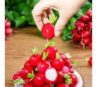 Semi di ravanello - ravanello, copertura del terreno resistenti in vaso Aiuole rialzate per il giardino antiche varietà arredamento del soggiorno 100pcs