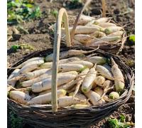 semi di ravanello resistenti, rare ravanello, cucina per biologici, varietà antiche vecchi 150pcs